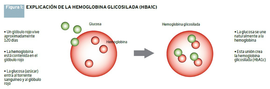 ¿Qué papel desempeña la hemoglobina glucosilada en la diabetes