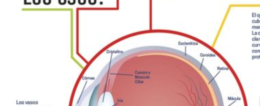 ¿Cómo funcionan los ojos