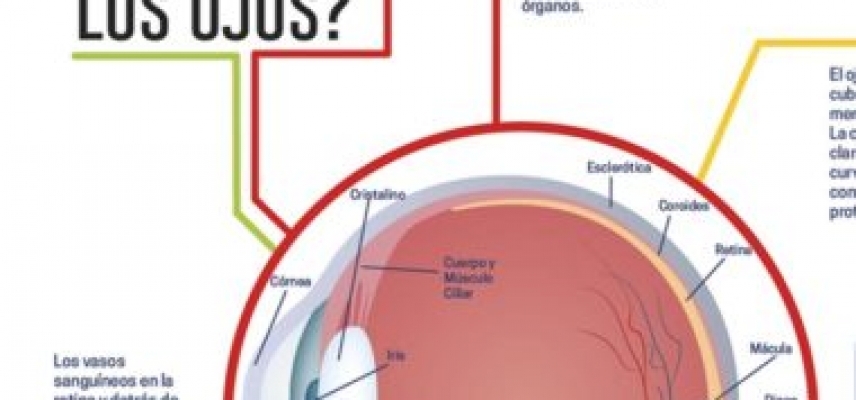 ¿Cómo funcionan los ojos