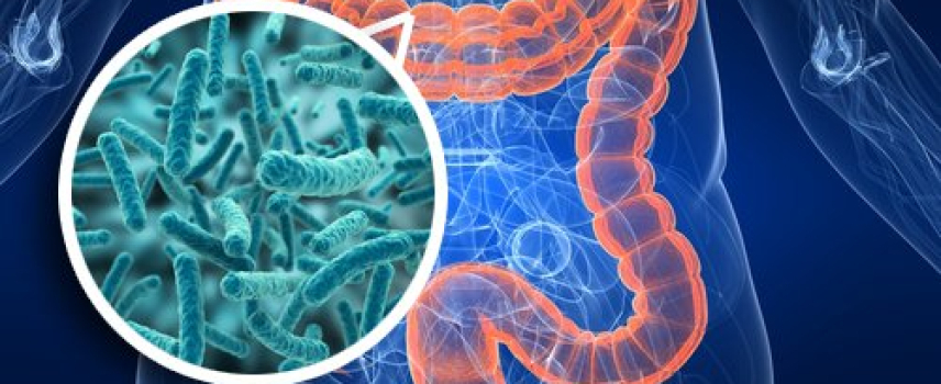 La flora intestinal y la diabetes tipo 1
