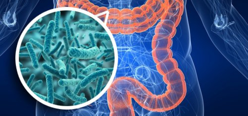 La flora intestinal y la diabetes tipo 1