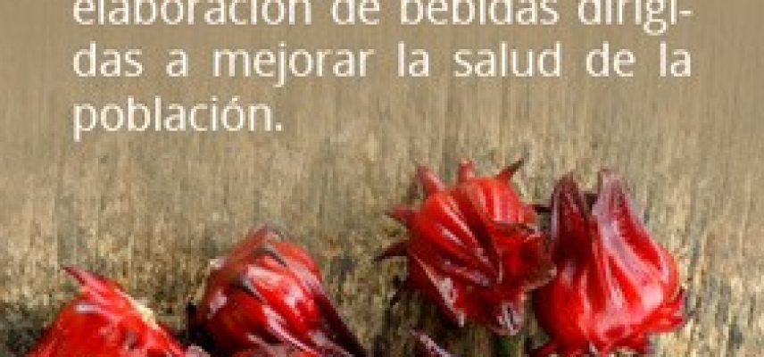 Plantas tradicionales mexicanas que benefician a la salud