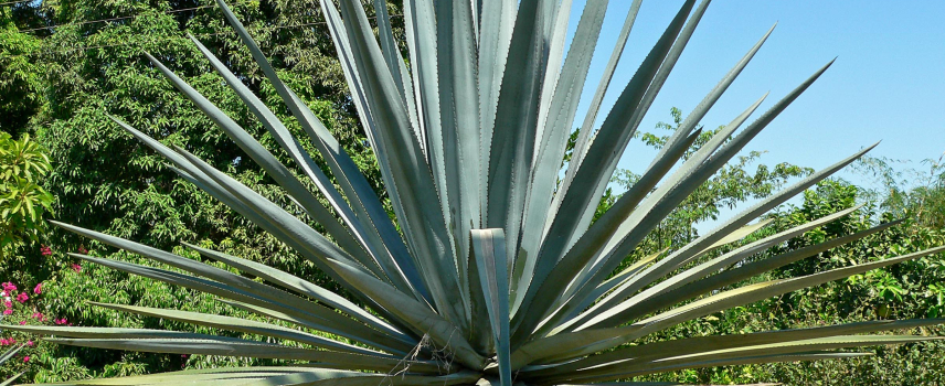 Los beneficios a la salud que ofrece el agave, más allá del tequila