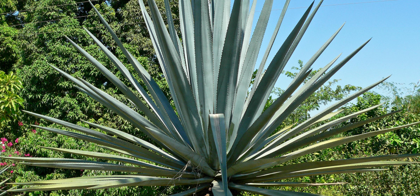 Los beneficios a la salud que ofrece el agave, más allá del tequila