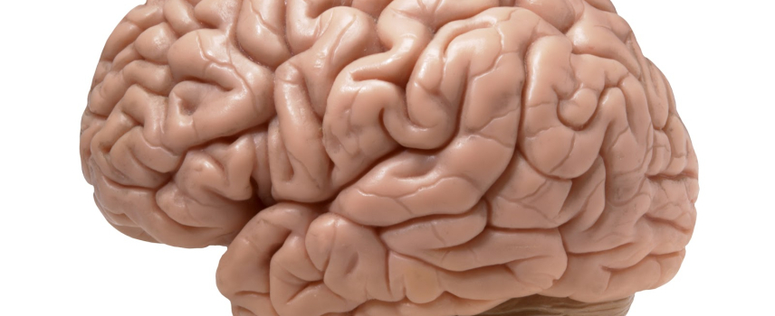 Presentan exposición de cerebros en el túnel de la ciencia del metro