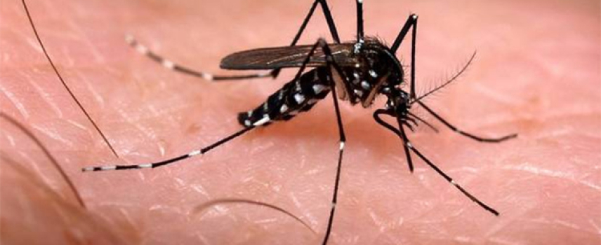 Se deben mantener las acciones de prevención del Chikungunya