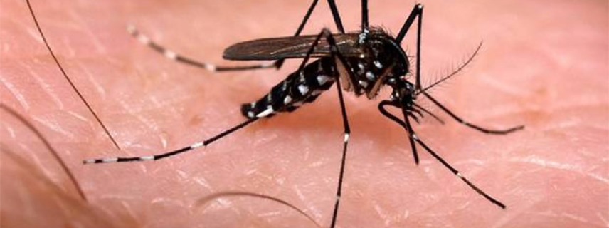 Se deben mantener las acciones de prevención del Chikungunya