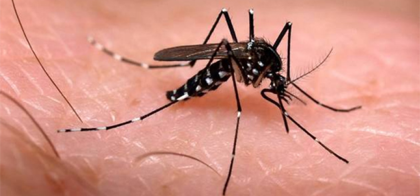 Se deben mantener las acciones de prevención del Chikungunya