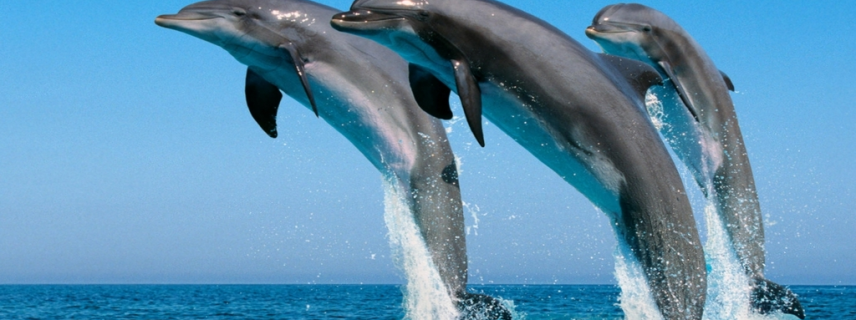 Estudio en delfines ofrece posibles pistas para prevenir la diabetes