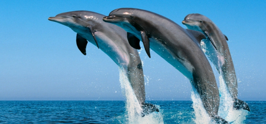 Estudio en delfines ofrece posibles pistas para prevenir la diabetes