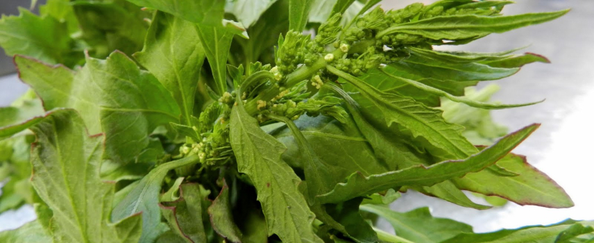 El epazote como una hierba aromática y para condimentar
