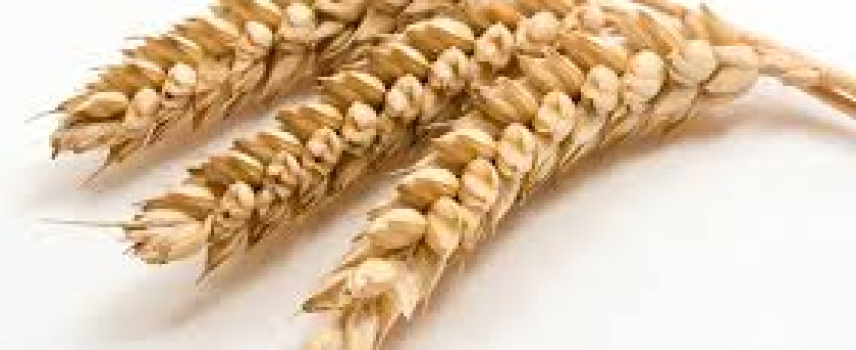Dieta libre de gluten ¿es realmente necesaria para todos?