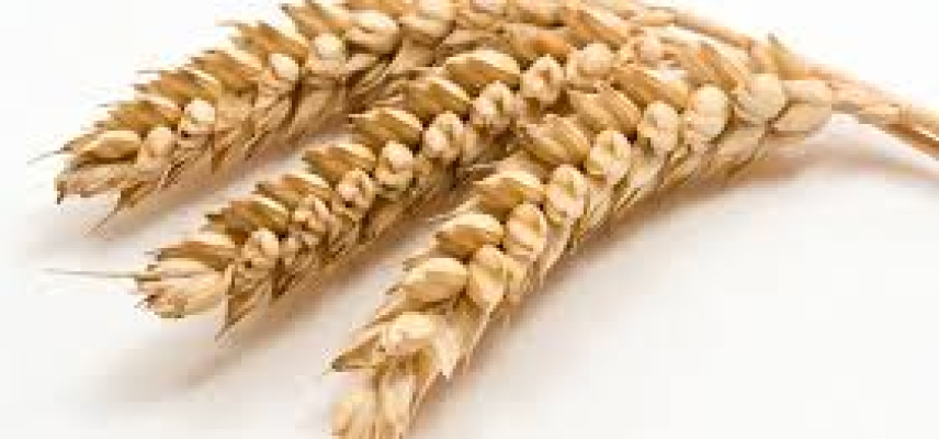 Dieta libre de gluten ¿es realmente necesaria para todos?