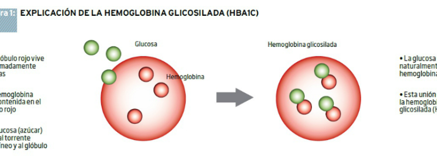 ¿Qué papel desempeña la hemoglobina glucosilada en la diabetes?