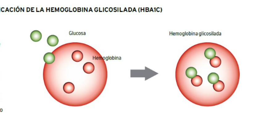 ¿Qué papel desempeña la hemoglobina glucosilada en la diabetes?