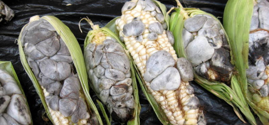Huitlacoche, la tecnología del sabor