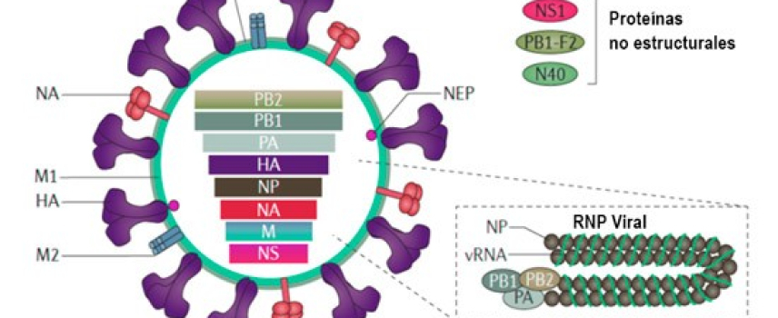 Virus de la influenza: Filogenética y mutaciones