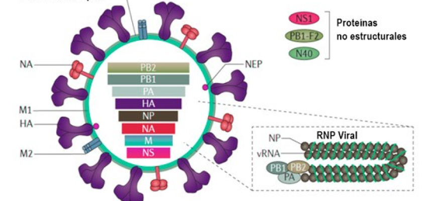 Virus de la influenza: Filogenética y mutaciones