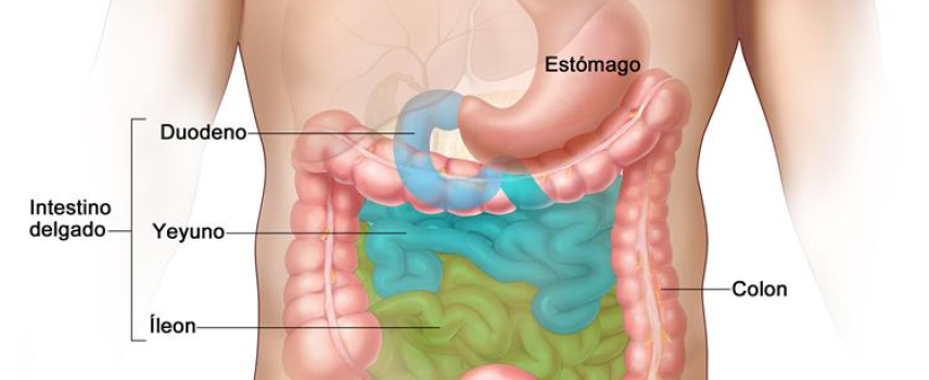 Padecimientos gastrointestinales
