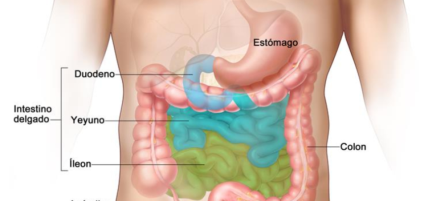 Padecimientos gastrointestinales