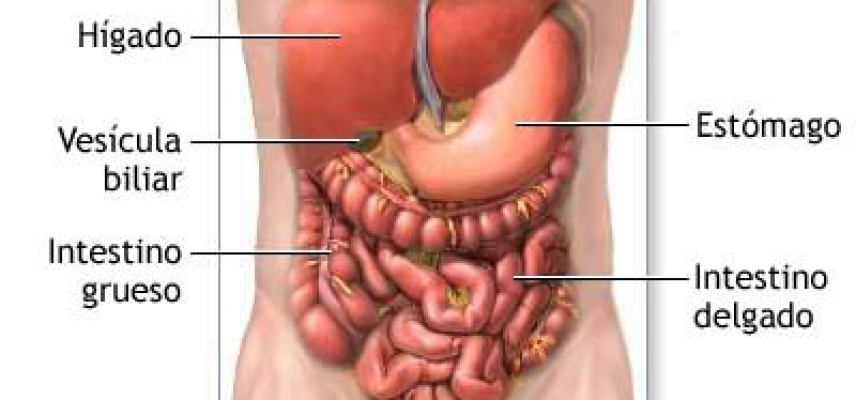 Salud intestinal en la evolución de problemas relacionados con la obesidad