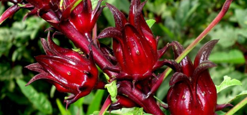 Crean aditivo natural con compuestos fenólicos de jamaica y muicle