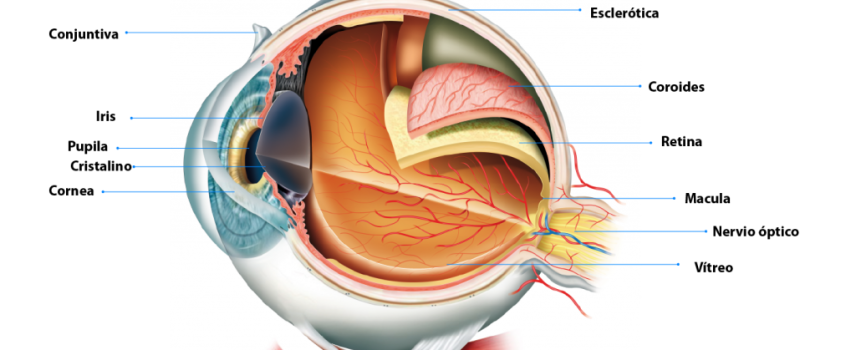 Alertan sobre el edema macular diabético, una de las principales causas de ceguera en México