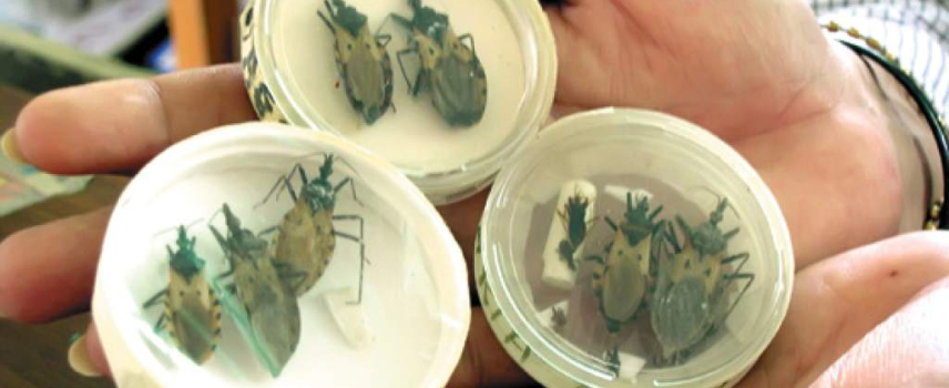 Infección congénita del mal de Chagas