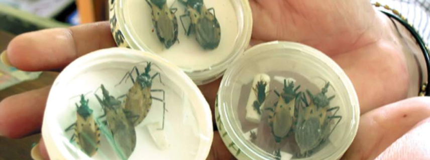 Infección congénita del mal de Chagas