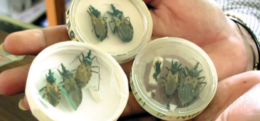 Infección congénita del mal de Chagas