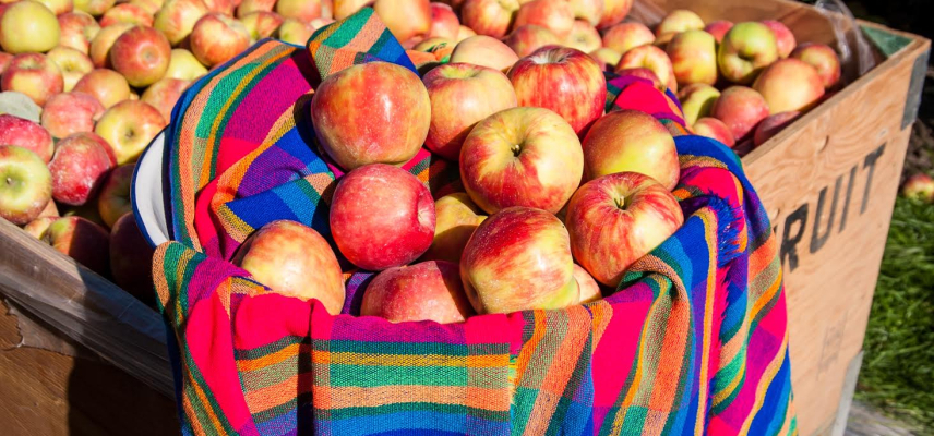TODAS LAS PROPIEDADES DE LAS MANZANAS, QUE NO TE HAN CONTADO
