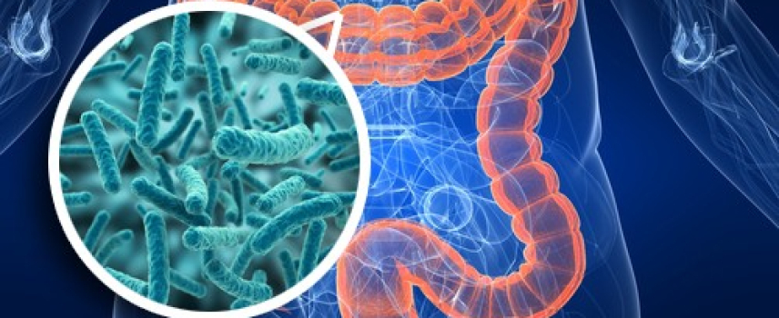 Microbiota intestinal humana en salud y enfermedad