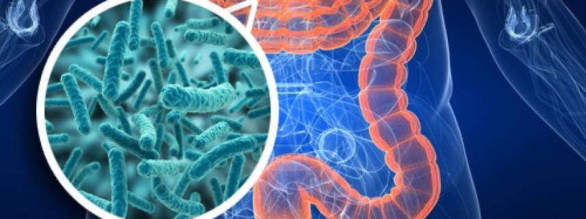 Microbiota intestinal humana en salud y enfermedad