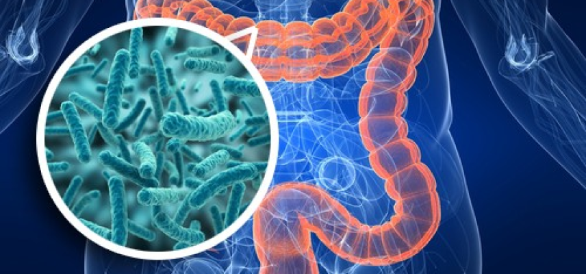 Microbiota intestinal humana en salud y enfermedad