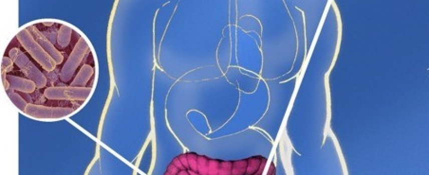 Microorganismos en el intestino humano
