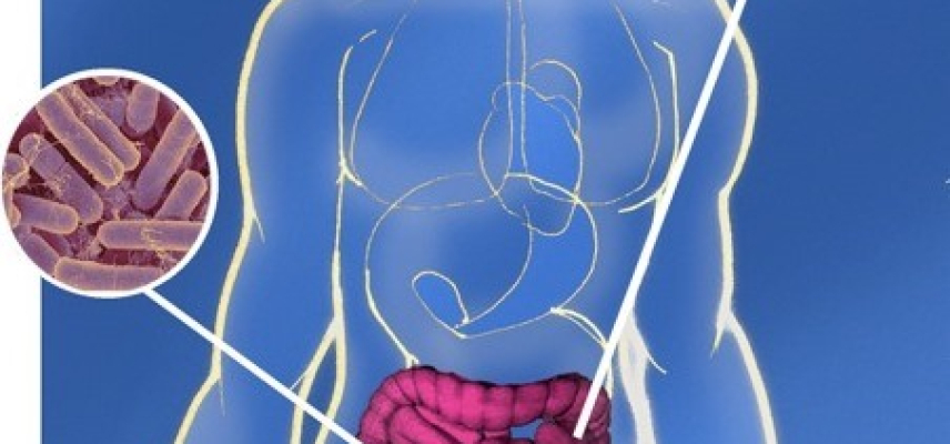 Microorganismos en el intestino humano