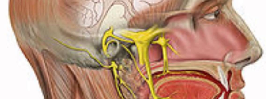Desarrollan sistema auditivo a través del nervio maxilar