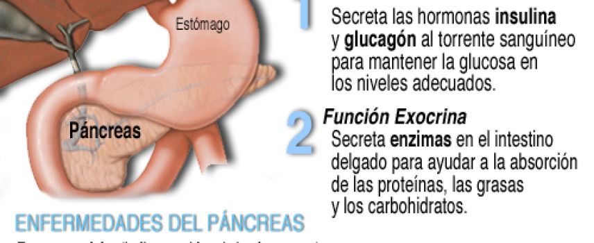 La disfunción del páncreas en la diabetes tipo 1 y 2