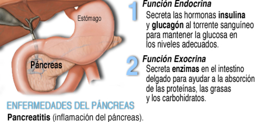La disfunción del páncreas en la diabetes tipo 1 y 2