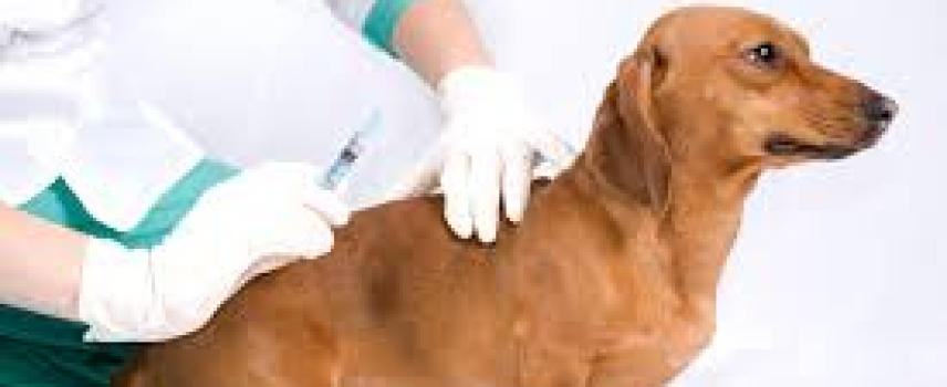 En perros y gatos: cáncer, diabetes y artrosis a los ocho años de vida
