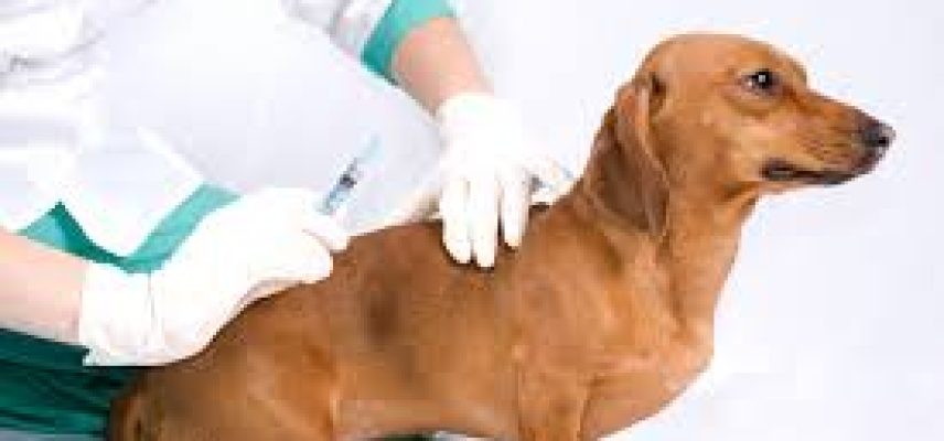 En perros y gatos: cáncer, diabetes y artrosis a los ocho años de vida