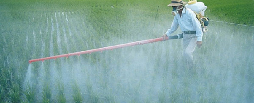 La exposición a pesticidas se asocia con mayor riesgo de diabetes