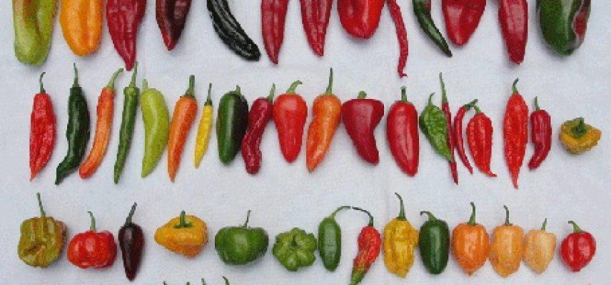 La ciencia busca explicar el gusto por el consumo de picante