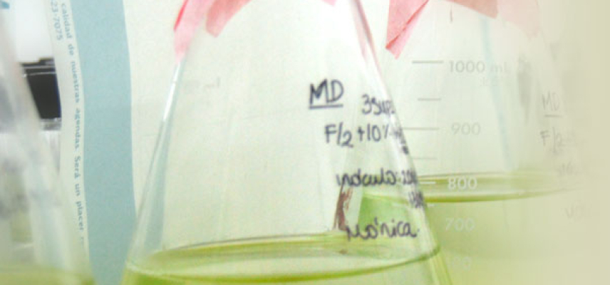 Alimentos con Spirulina